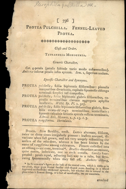 Plate 796 - Protea Pulchella