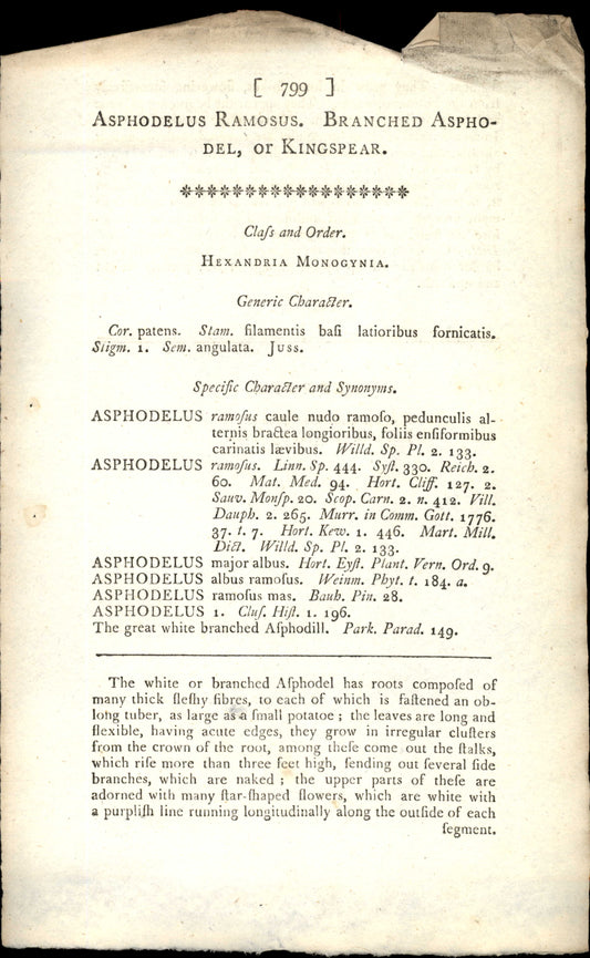 Plate 799 - Asphodelus Ramosus