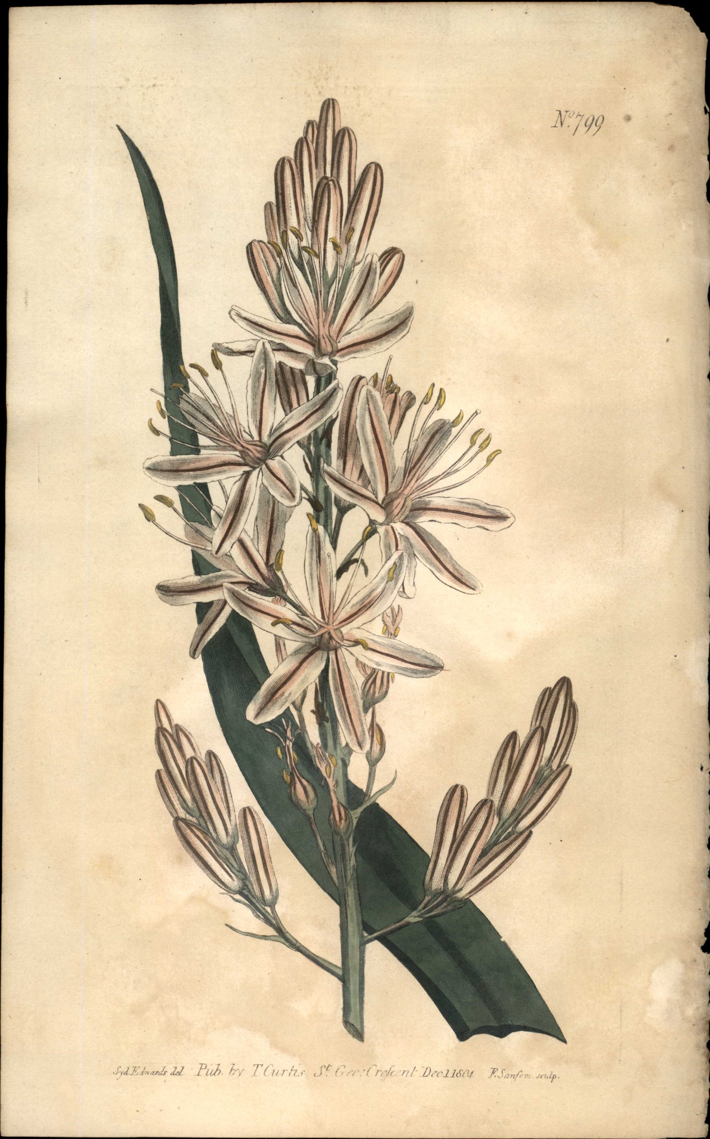 Botanical illustration of a plant with green leaves and pinkish flowers on a beige background.