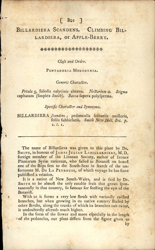 Plate 801 - Billardiera Scandens