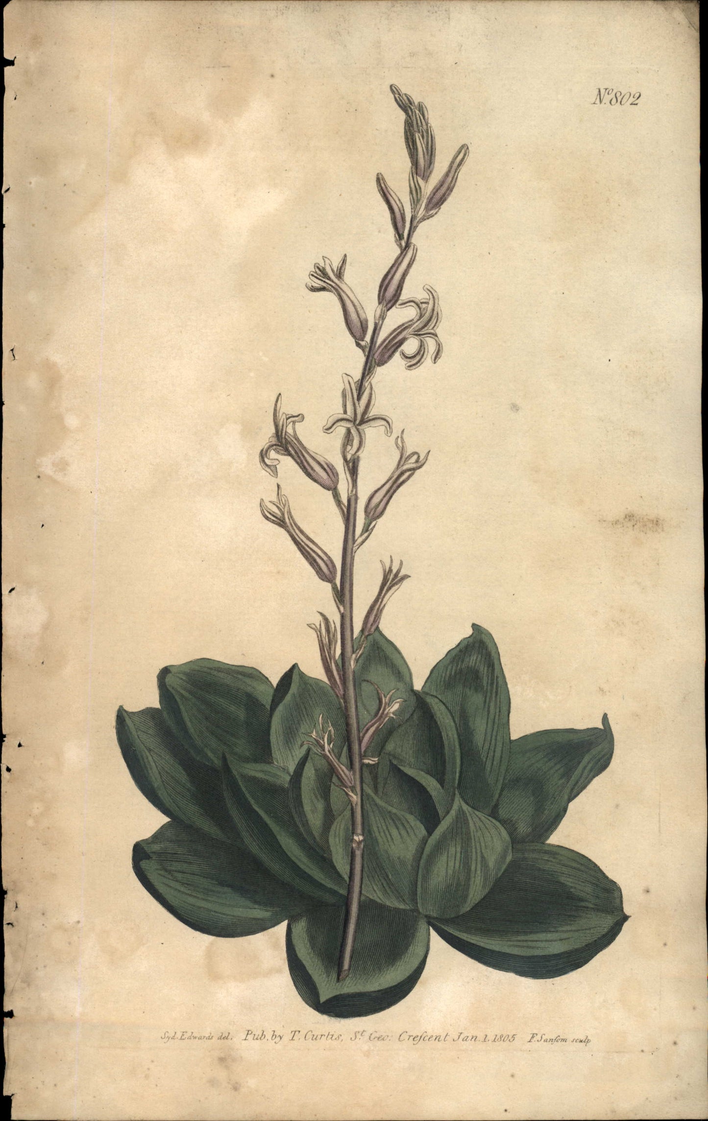 Plate 802 - Aloe Cymdiformis
