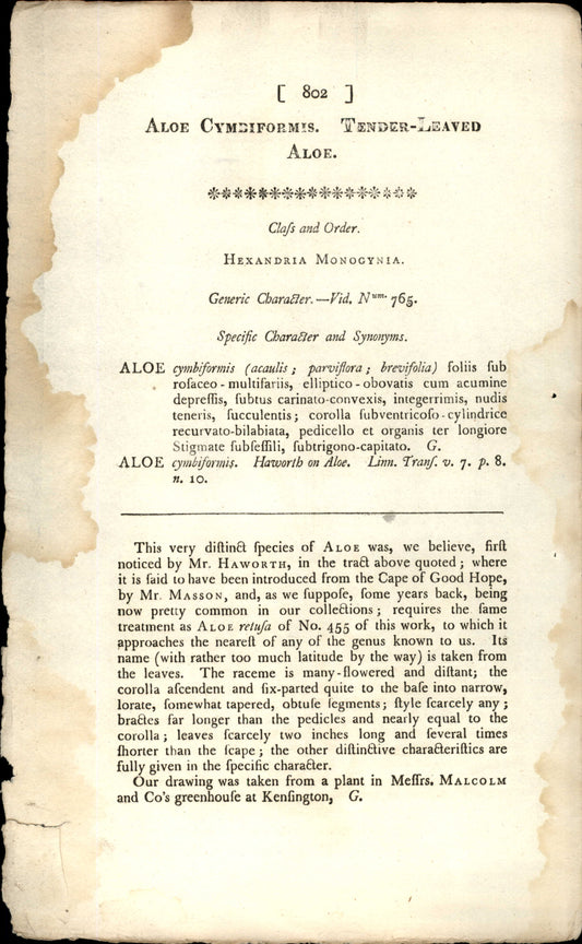 Plate 802 - Aloe Cymdiformis