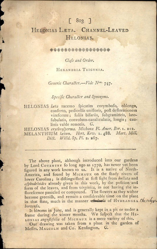 Plate 803 - Helonias Leta