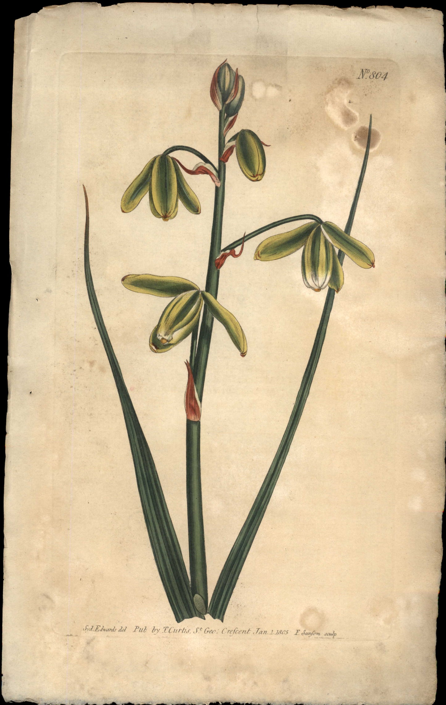 Plate 804 - Larger Albuca