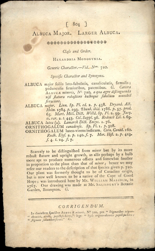 Plate 804 - Larger Albuca