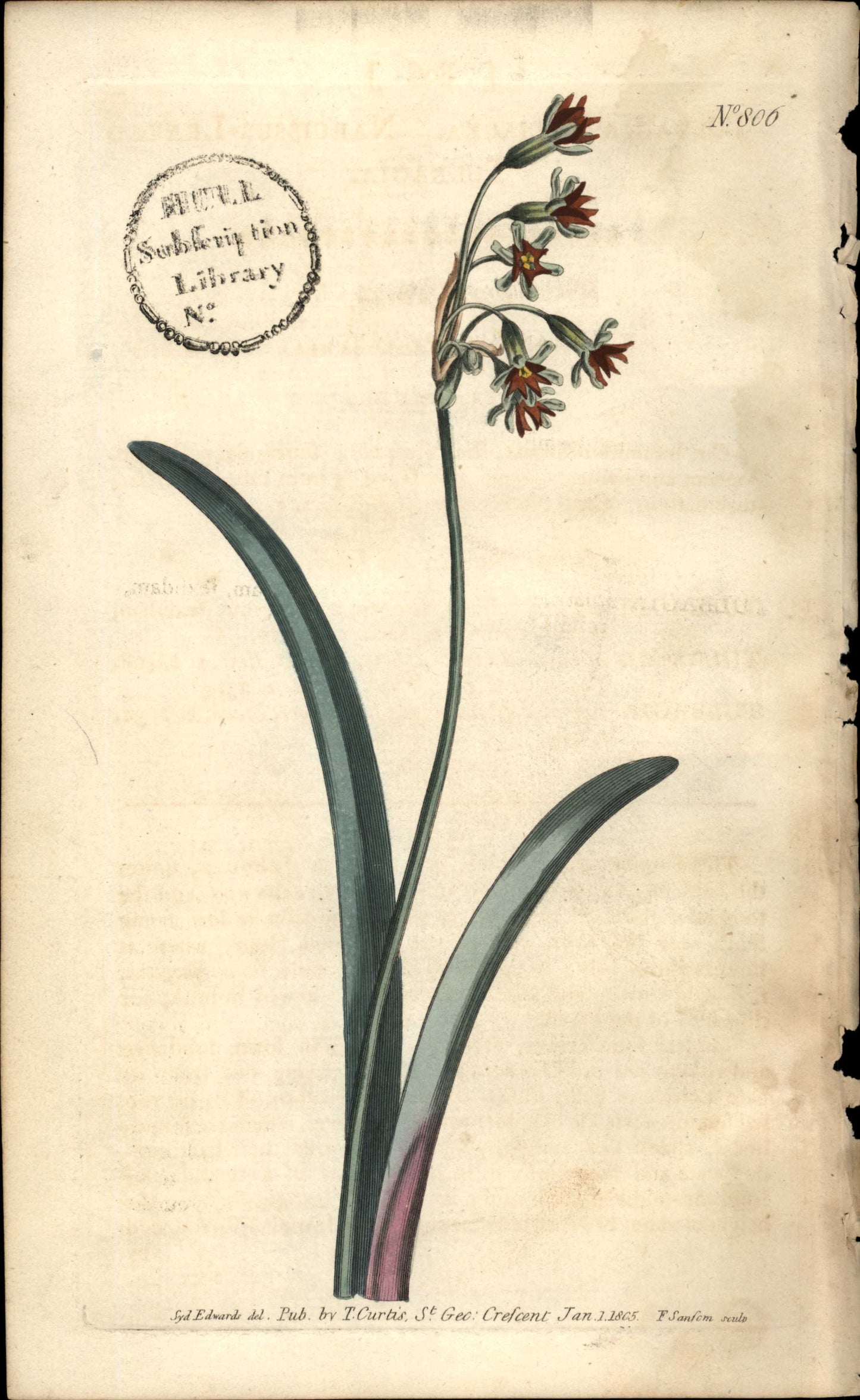 Plate 806 - Tulbagia Alliacea