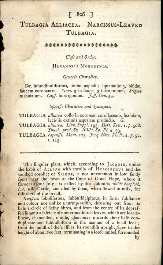 Plate 806 - Tulbagia Alliacea