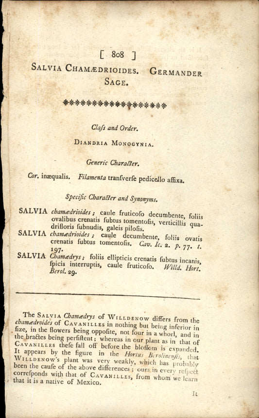 Plate 808 - Salvia Chamedrioides
