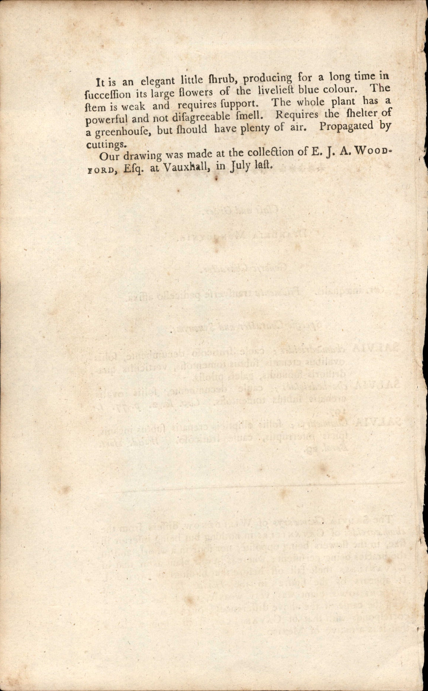Plate 808 - Salvia Chamedrioides