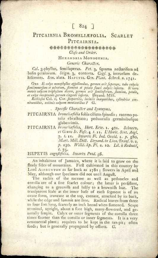 Plate 824 - Pitcairnia Bromeliefolia