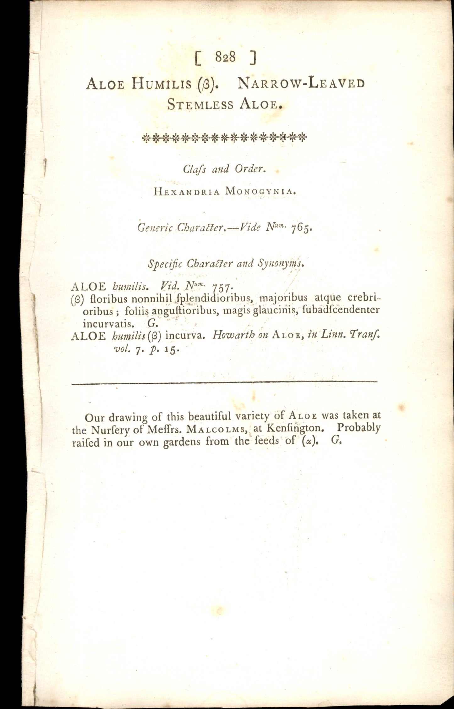 Plate 828 - Narrow-leaved Stemless Aloe