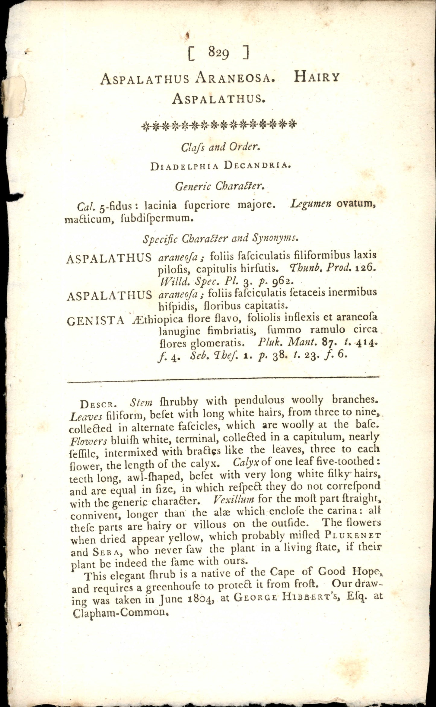 Plate 829 - Hairy Aspalathus