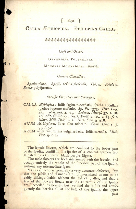 Plate 832 - Ethiopian Calla