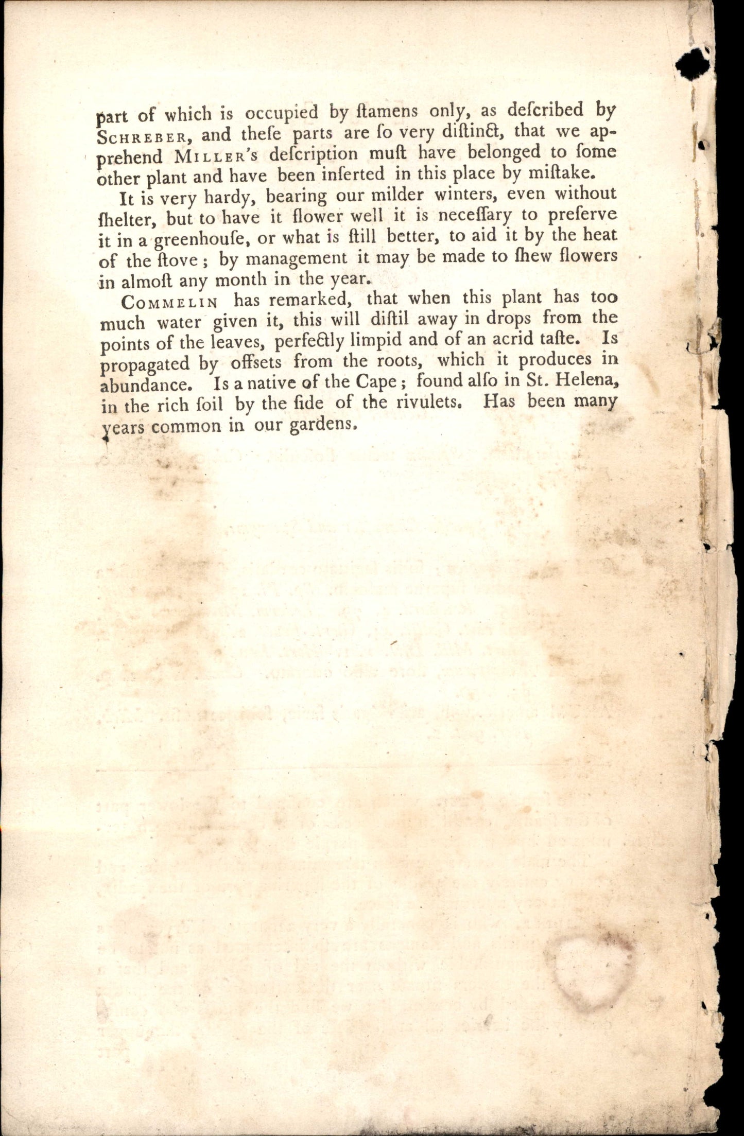 Plate 832 - Ethiopian Calla