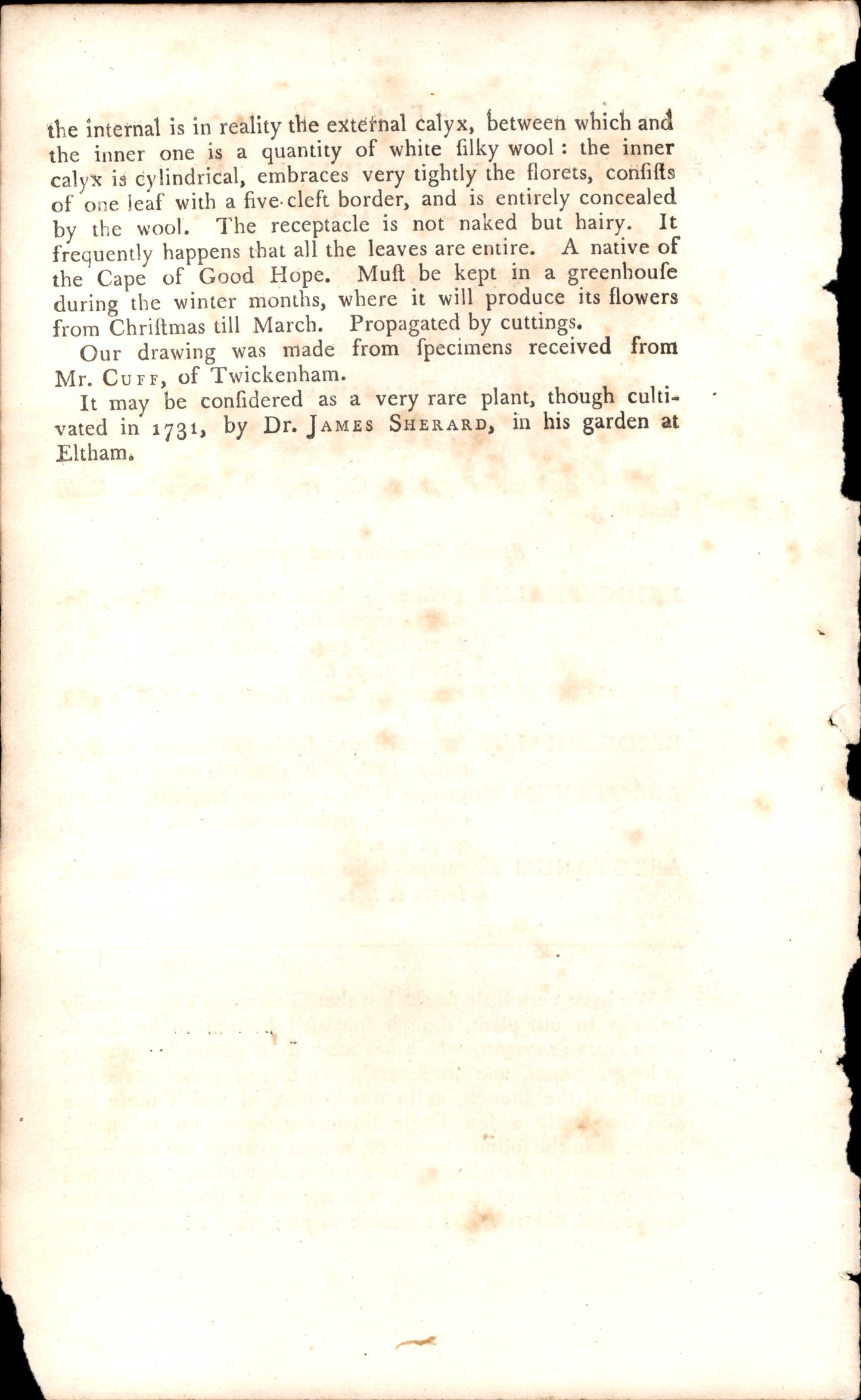 Plate 833 - Cluster- Leaved Eriocephalus