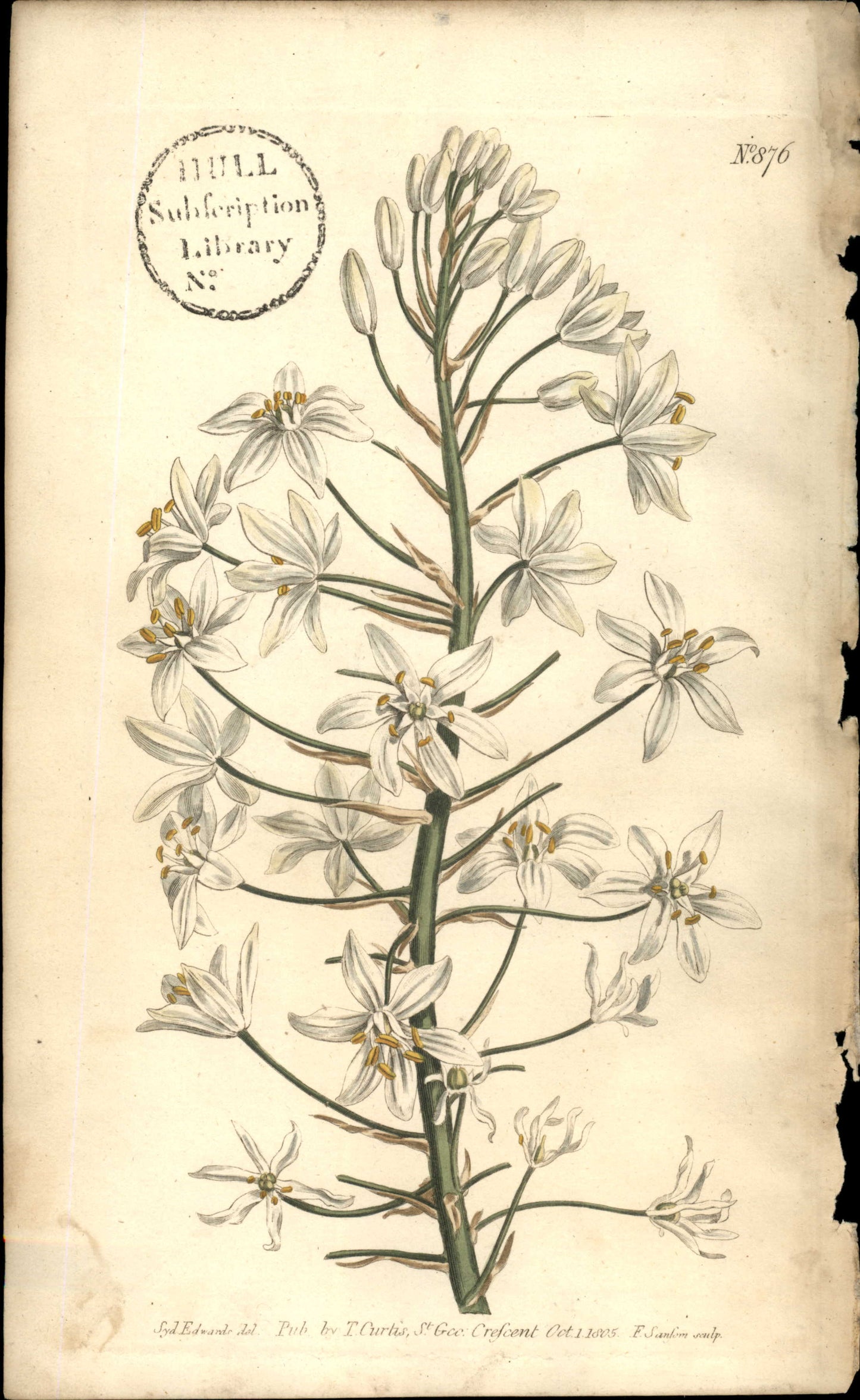 Plate 876 - Broad- Leaved Star Of Bethlehem