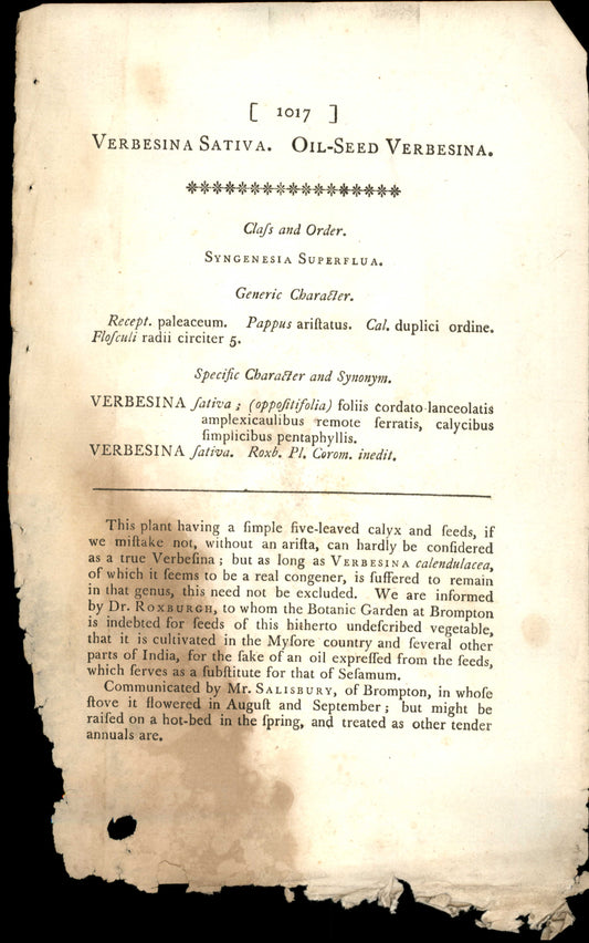 Plate 1017 - Oil-seed Verbesina