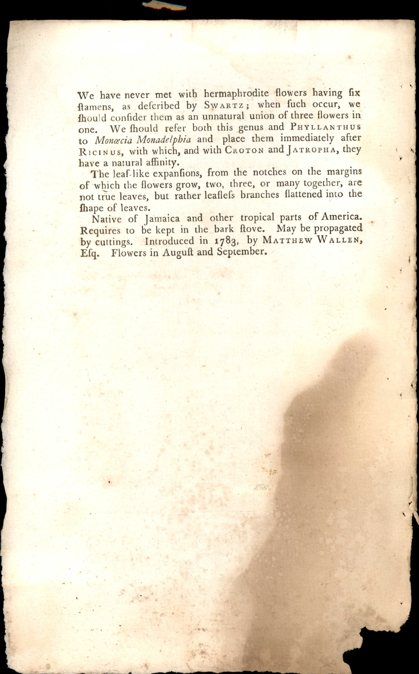 Plate 1021 - Broad-leaved Xylophylla