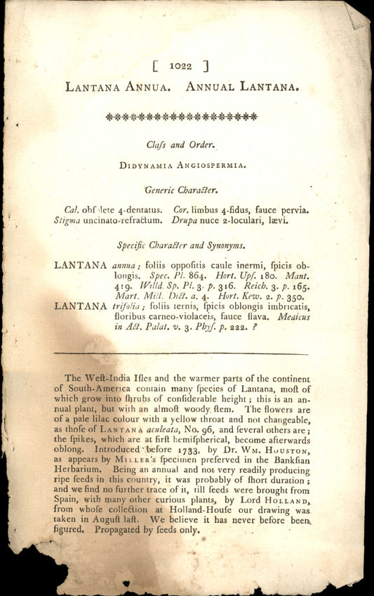 Plate 1022 - Lantana Annua