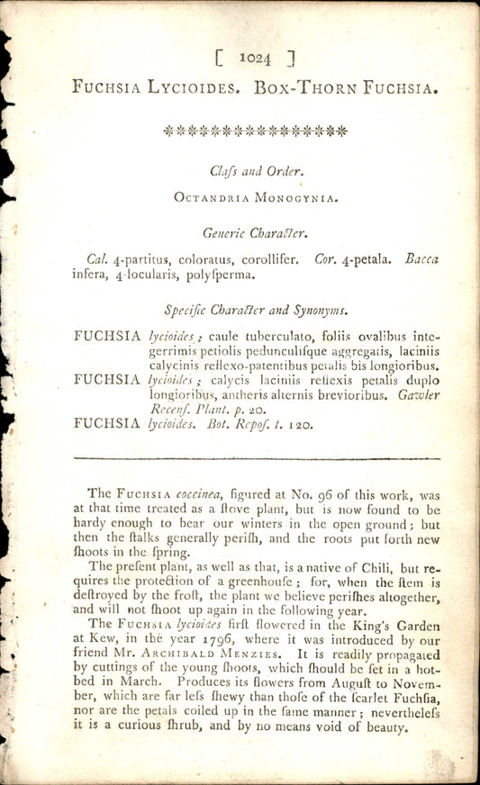 Plate 1024 - Fuchsia Lycioides