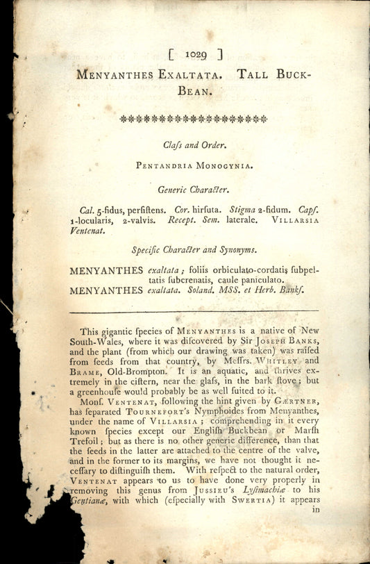 Plate 1029 - Tall Buck- Bean