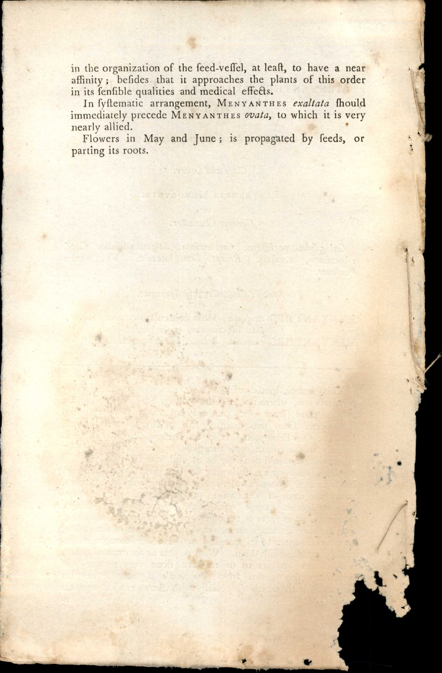 Plate 1029 - Tall Buck- Bean