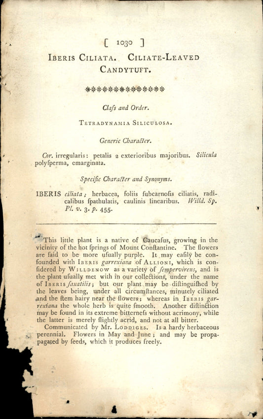 Plate 1030 - Ciliate-leaved Candytuft
