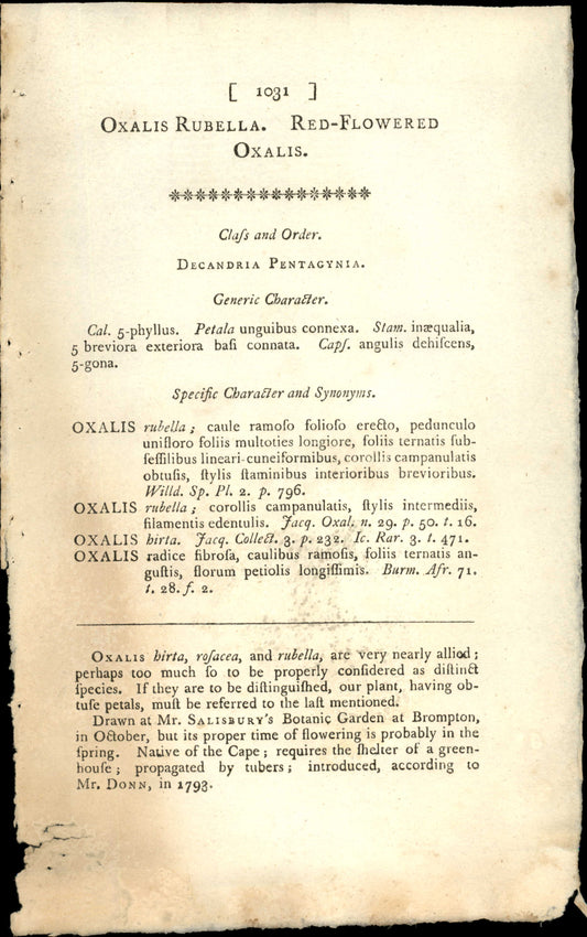 Plate 1031 - Red-flowered Oxalis