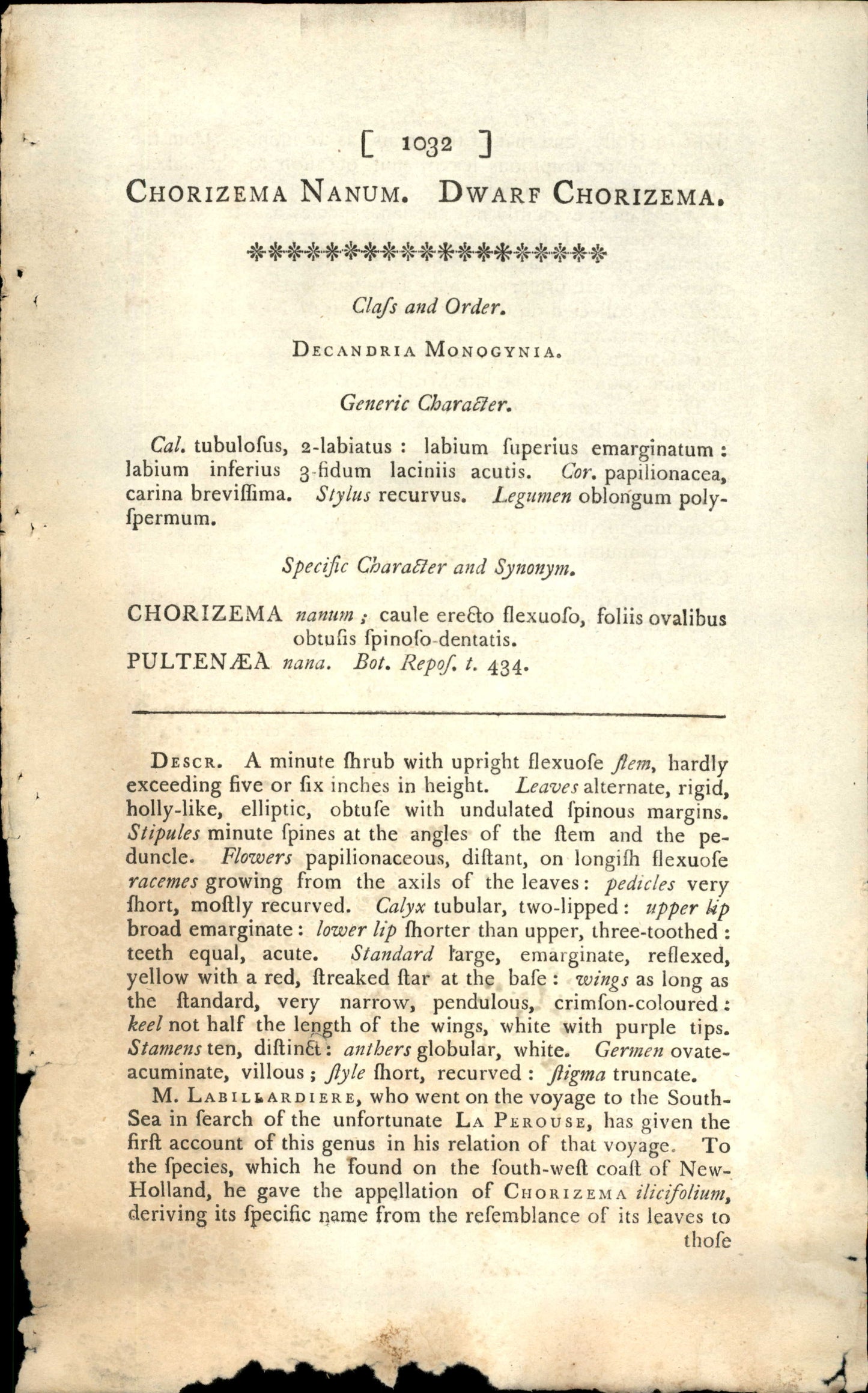 Curtis Botanical – Plate 1032 – Dwarf Chorizema