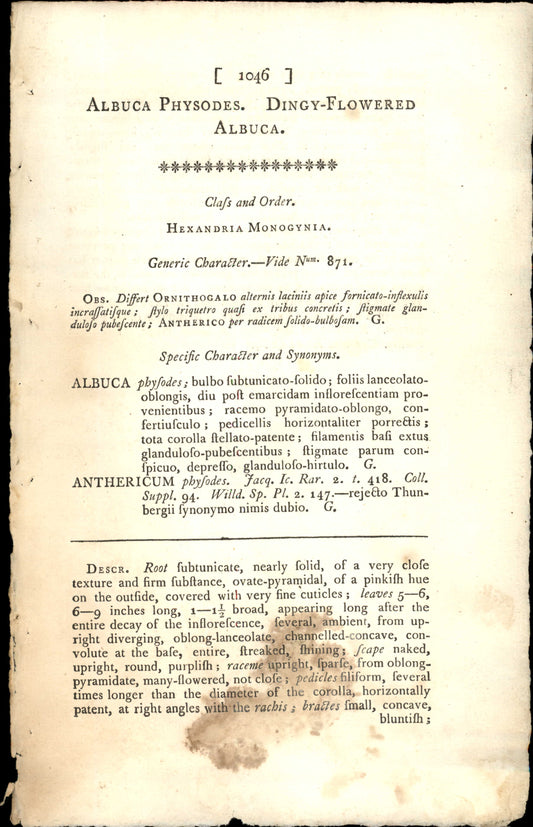 Plate 1046 - Dingy-flowered Albuca