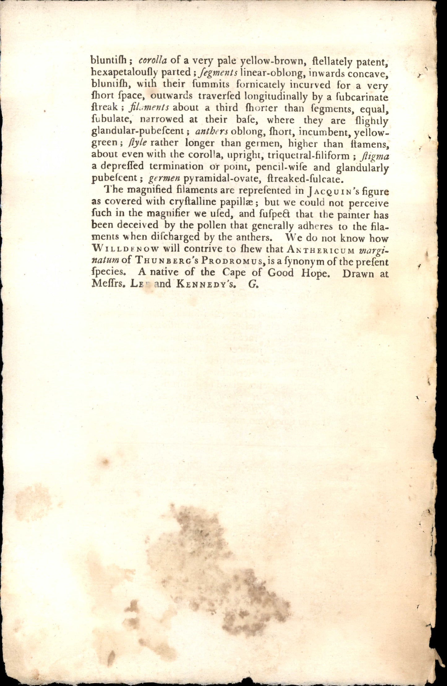 Plate 1046 - Dingy-flowered Albuca