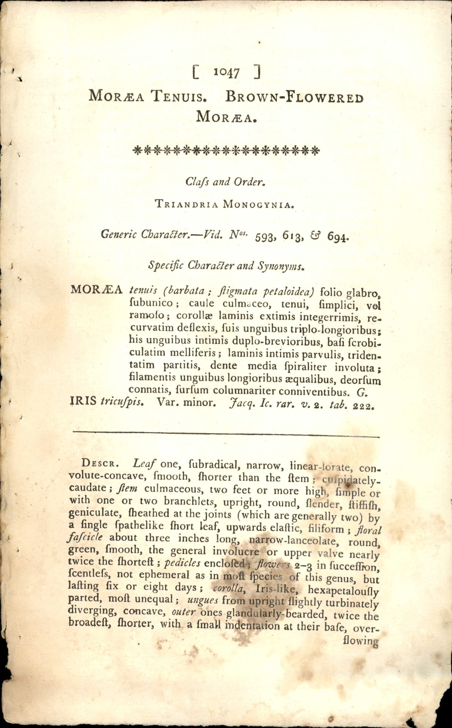 Plate 1047 - Brown-flowered Morea