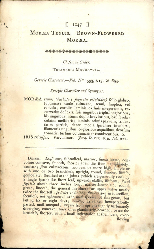 Plate 1047 - Brown-flowered Morea