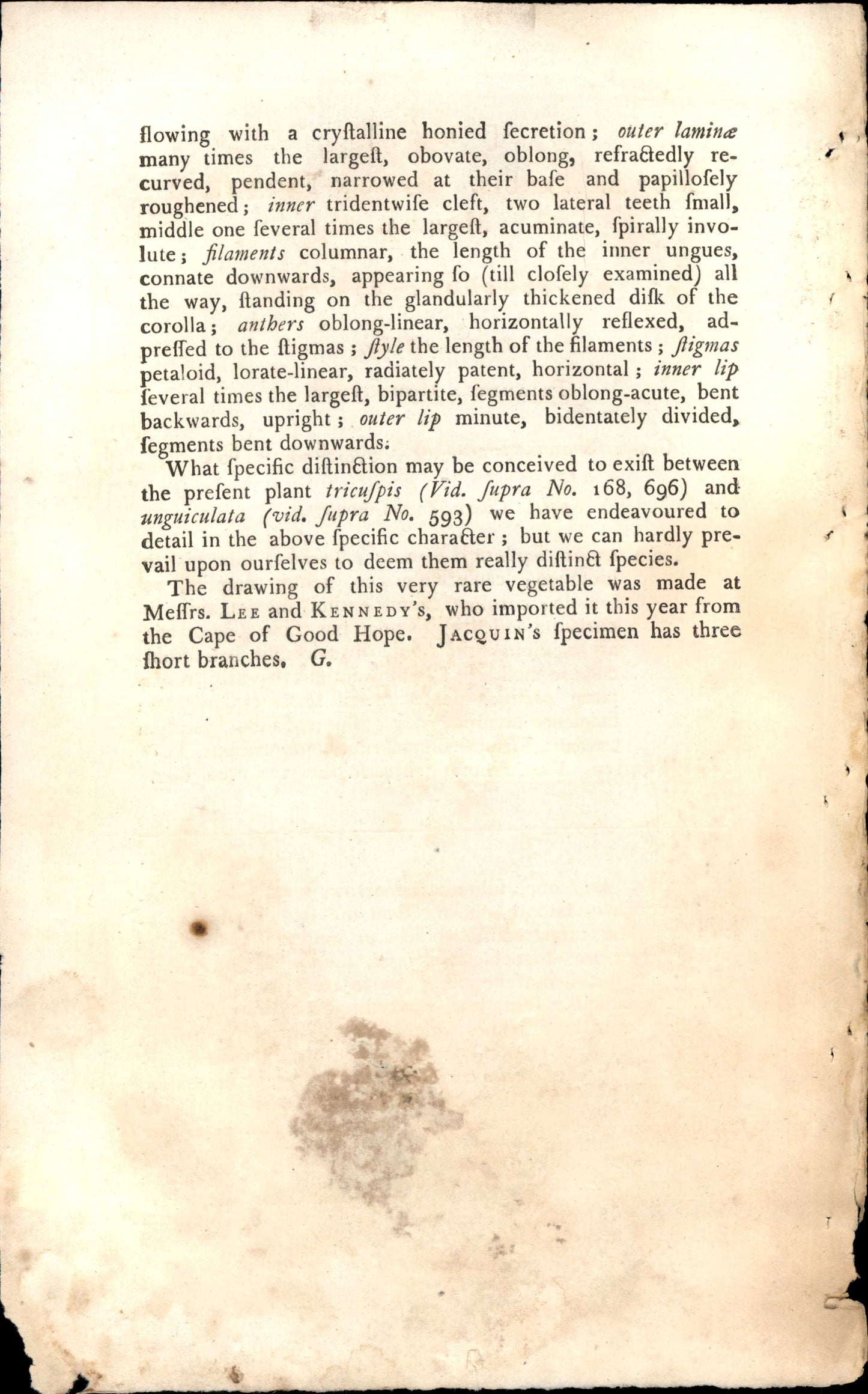 Plate 1047 - Brown-flowered Morea