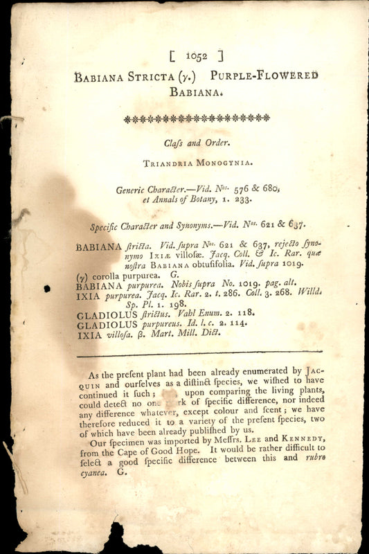 Plate 1052 - Purple-flowered Babiana