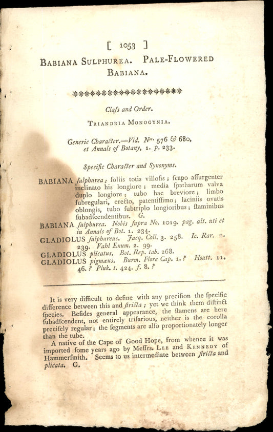 Plate 1053 - Pale-flowered