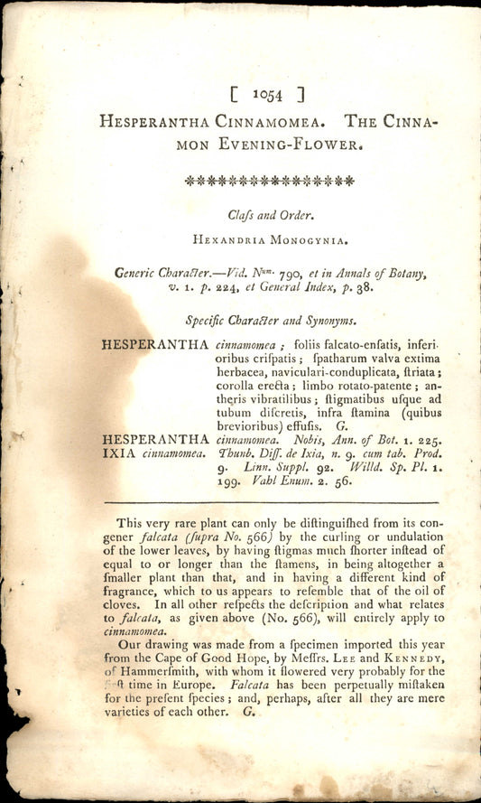 Plate 1054 - The Cinna- Mon Evening-flower