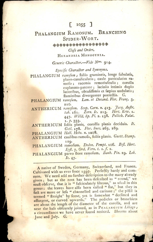 Plate 1055 - Phalangium Ramosum