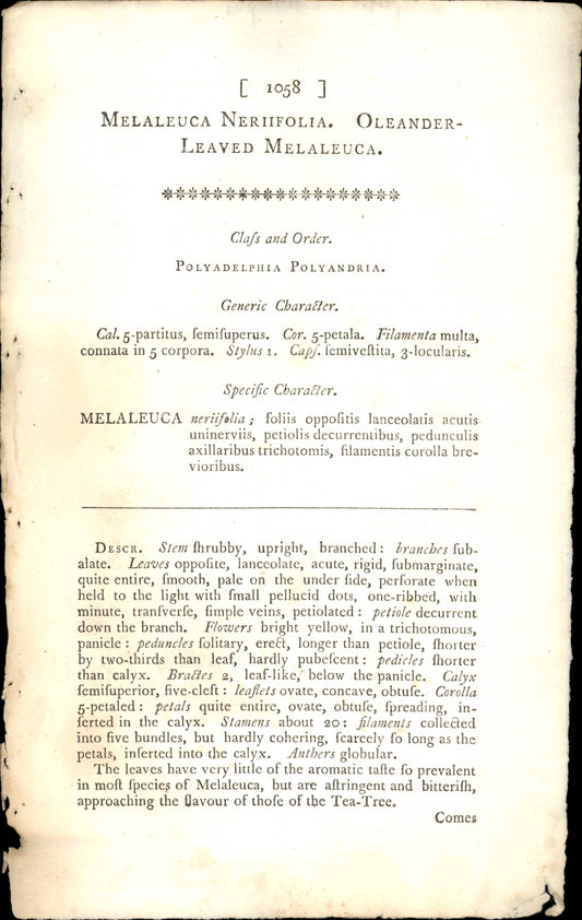 Plate 1058 - Oleander- Leaved Melaleuca