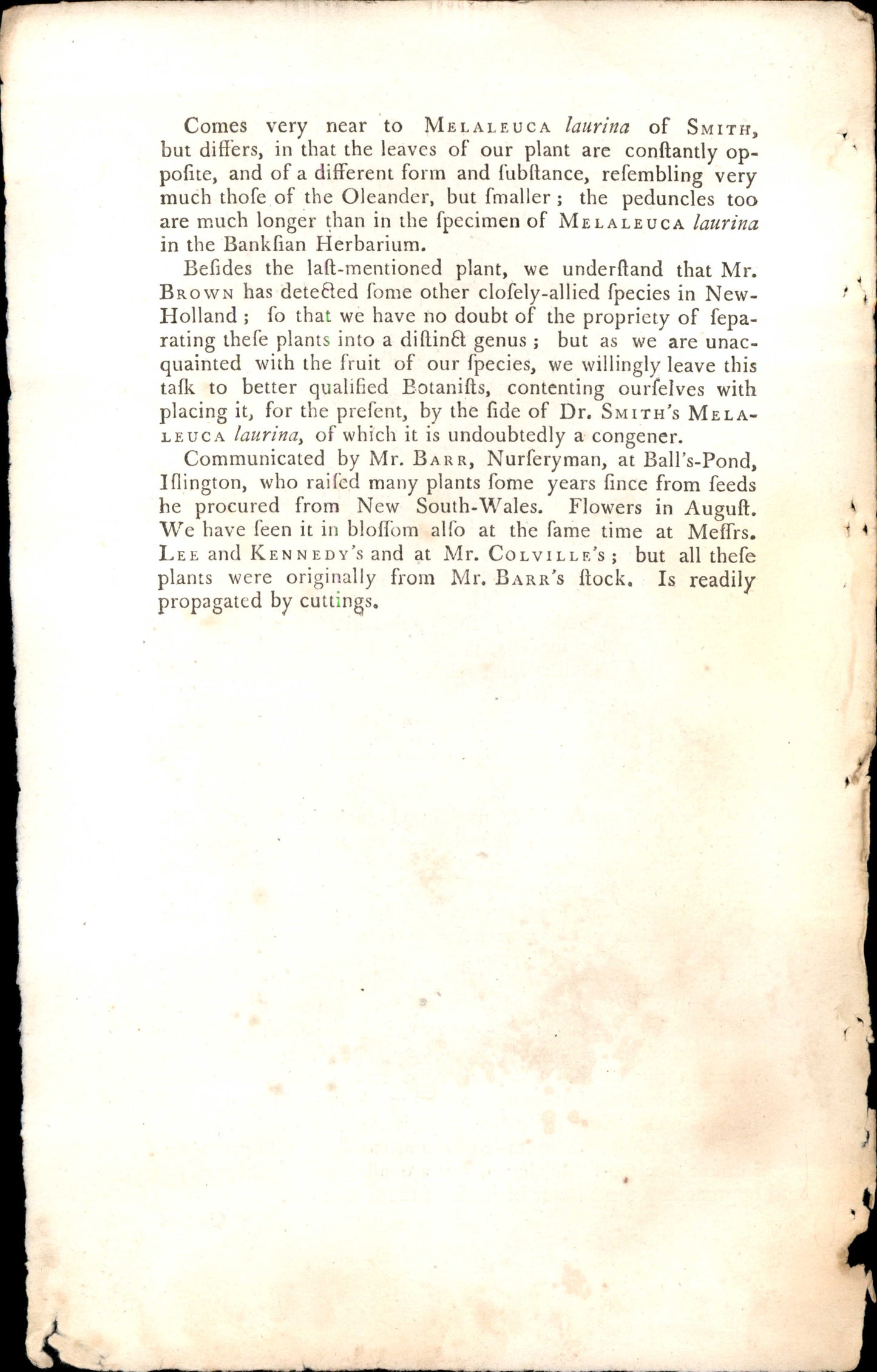 Plate 1058 - Oleander- Leaved Melaleuca