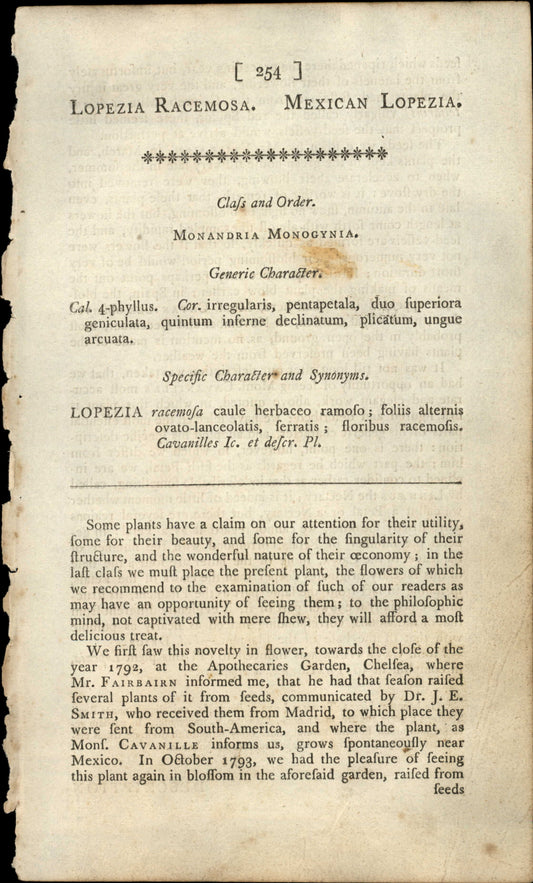 Plate 254 - Lopezia Racemosa