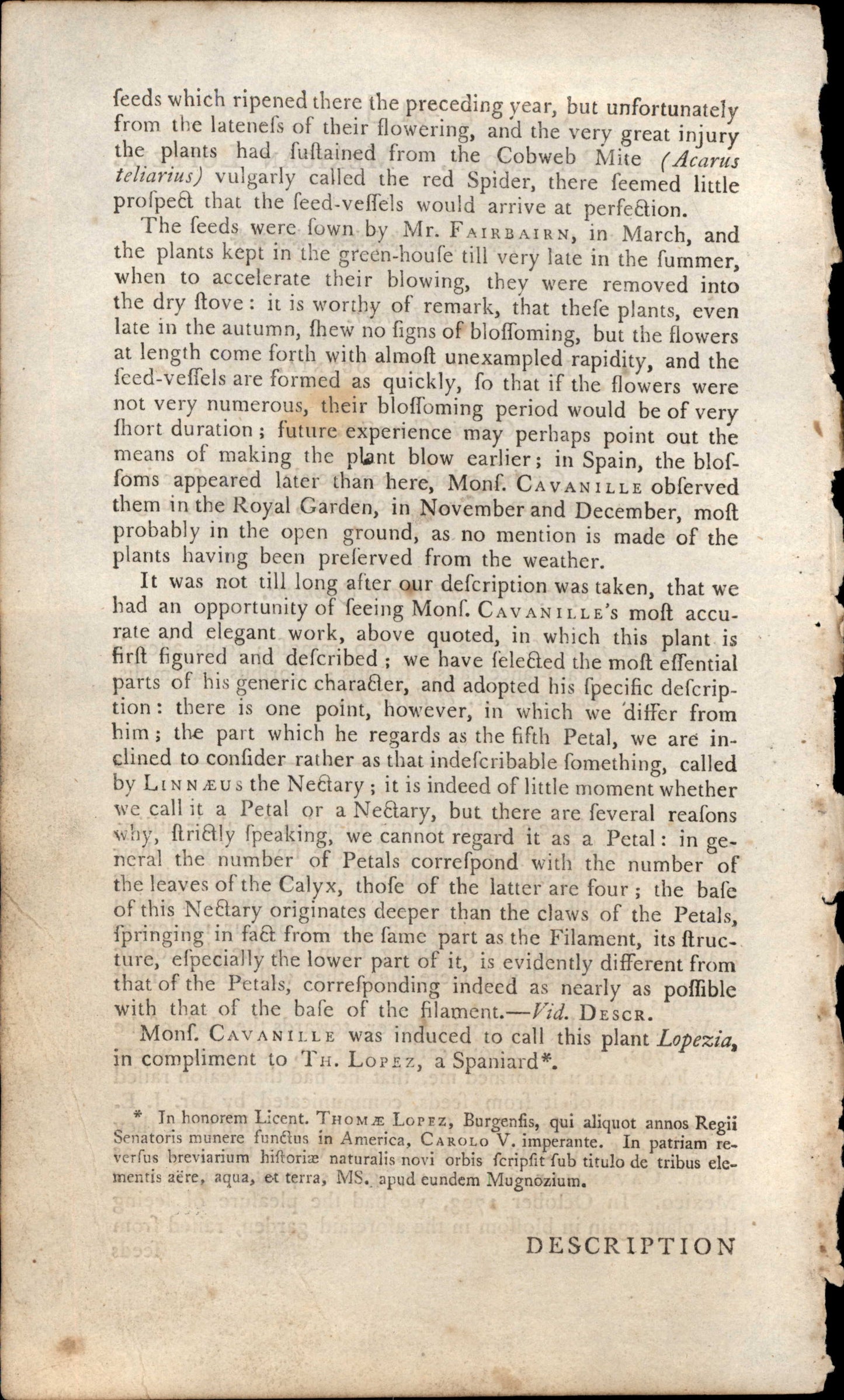 Plate 254 - Lopezia Racemosa