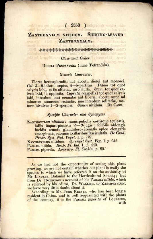 Plate 2558 - Zanthoxylum Nitidum