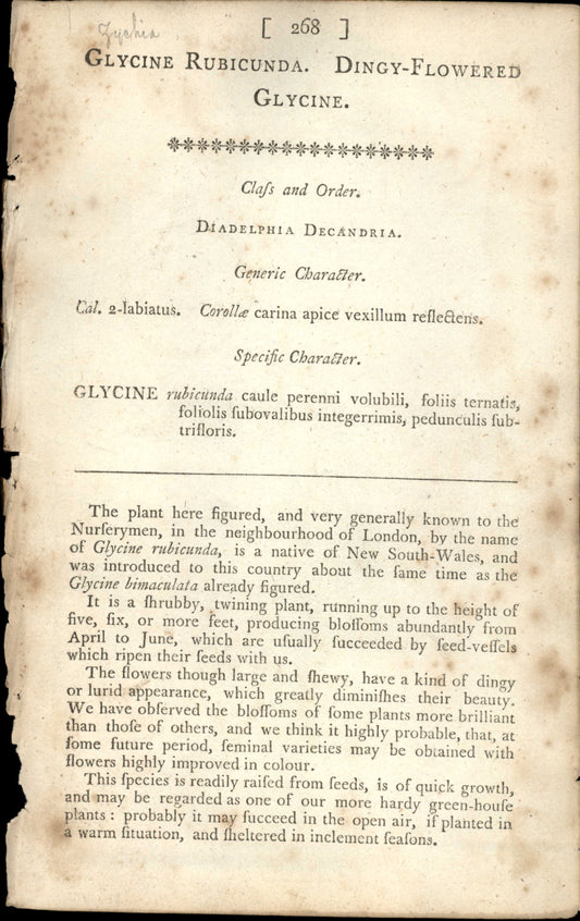 Plate 268 - Glycine Rubicunda