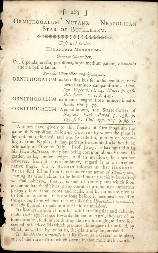 Curtis Botanical – Plate 269 – Neopolitan Star of Bethlehem