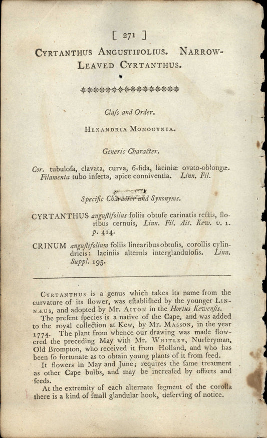 Curtis Botanical – Plate 271 – Narrow Leaved Cyrtanthus