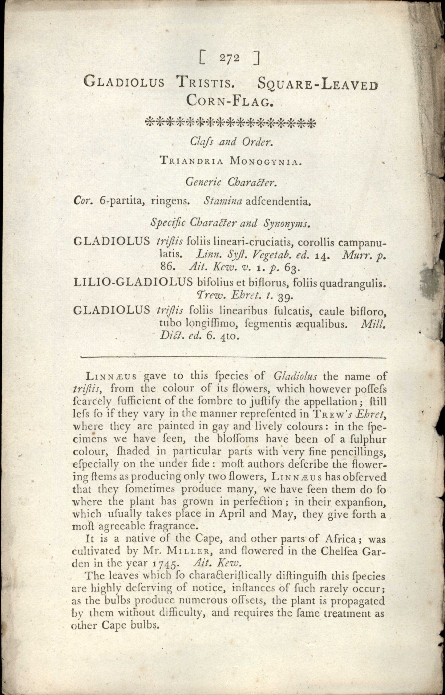 Plate 272 - Gladiolus Tristis