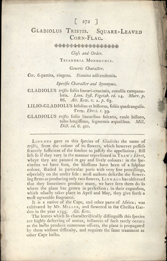 Curtis Botanical – Plate 272 – Square Leaved Corn-flag