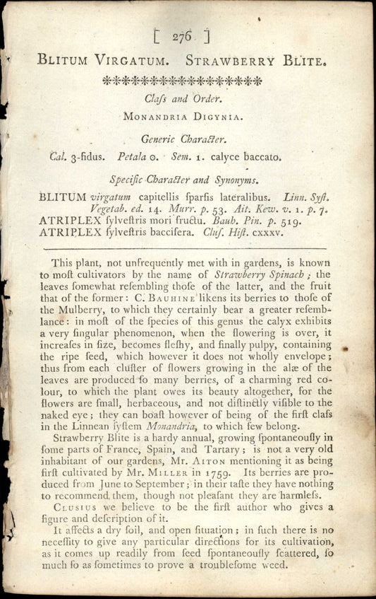 Plate 276 - Blitum Virgatum