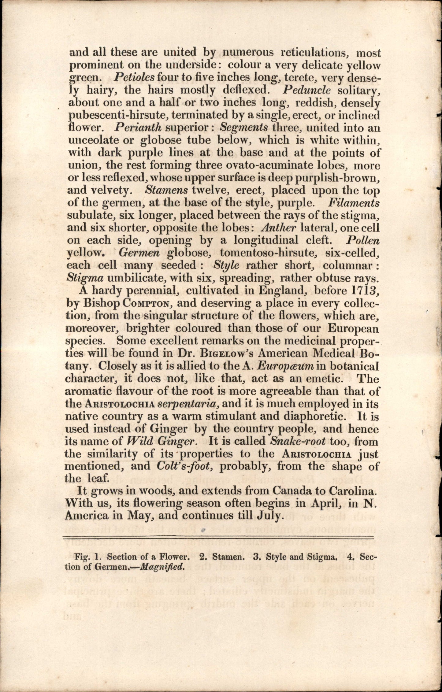 Plate 2769 - Canadian Asarabaca Or Wild Ginger